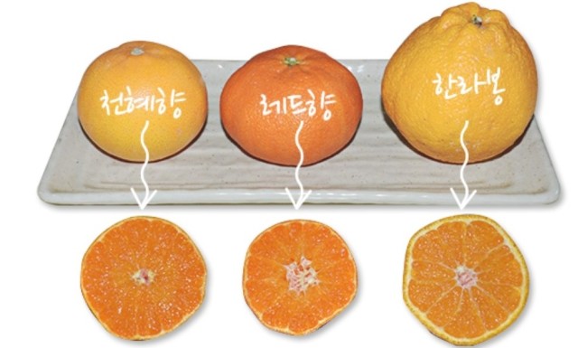 [출처=건강보험심사평가원]
