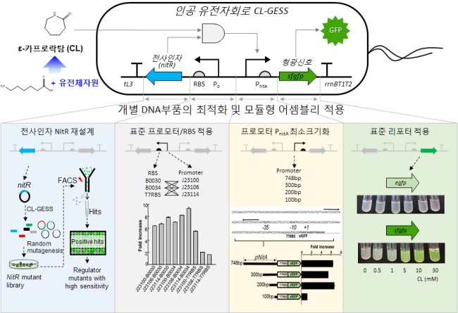 인공 유전자회로 구성도 및 개발과정.[제공=한국생명공학연구원]