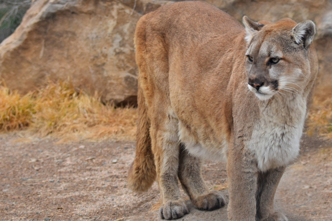 (Colorado Parks & Wildlife)