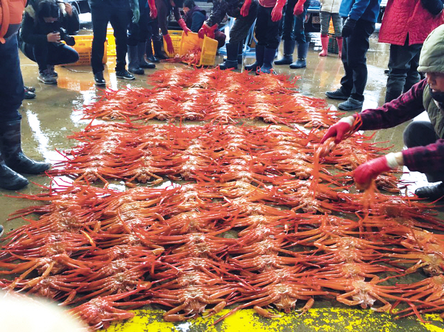 대게(왼쪽 사진), 붉은 대게(오른쪽)