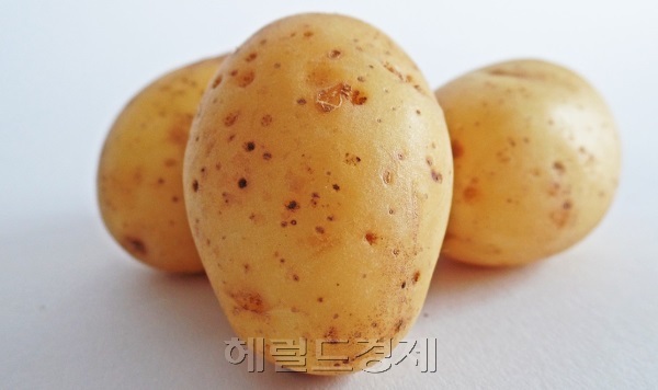 ［헤럴드DB］