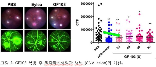 이번 효능 평가는 습성황반변성에 가장 널리 사용되는 레이저 유도 맥락막 신생혈관 (laser-induced CNV) 마우스를 이용하였다. GF103을 구강 투여 시, 저농도군 (20 unit/mouse)에서도 Eylea와 동등 수준으로 맥락막신생혈관 병변 (CNV lesion)을 개선된 것을 확인하였다 (그림 1).
이번 효능 평가는 습성황반변성에 가장 널리 사용되는 레이저 유도 맥락막 신생혈관 (laser-induced CNV) 마우스를 이용하였다. GF103을 구강 투여 시, 저농도군 (20 unit/mouse)에서도 Eylea와 동등 수준으로 맥락막신생혈관 병변 (CNV lesion)을 개선된 것을 확인하였다 (그림 1).