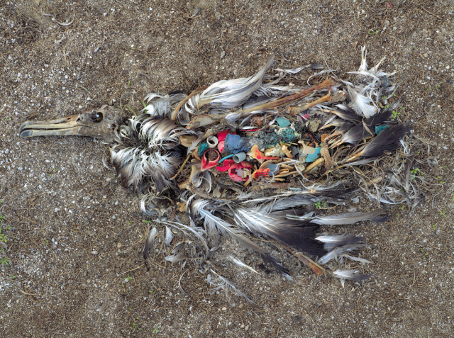 Midway:Message from the Gyre, 64x76cm, Archival Pigment Print_PLEXIGLAS. XT (UV100), 2009~,  Chris Jordan.	 [성곡미술관 제공]