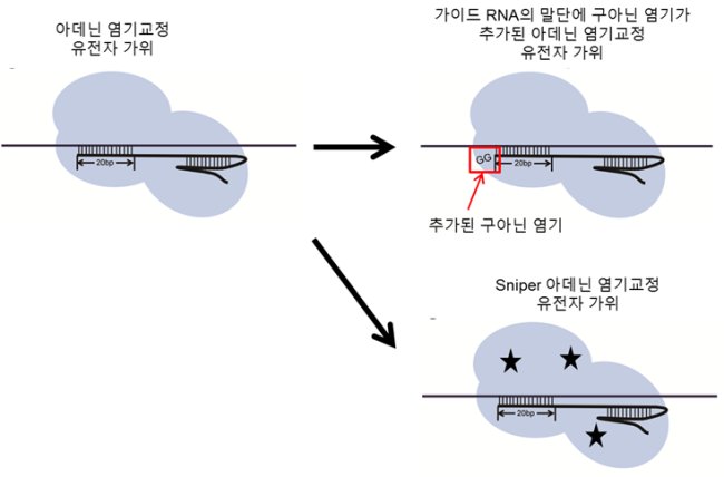 아데닌 염기교정 유전자가위의 정확성 증대방법.[IBS 제공]