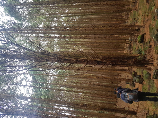 Japanese sugi pine forest in Seogwipo, Jeju Island (Seogwipo Tourism Council)
