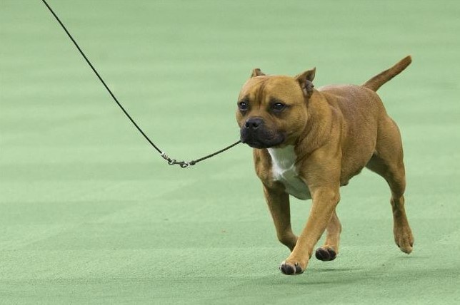 Staffordshire Bull Terrier (AP)