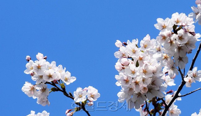 [이상섭 기자/babtong@heraldcorp.com]