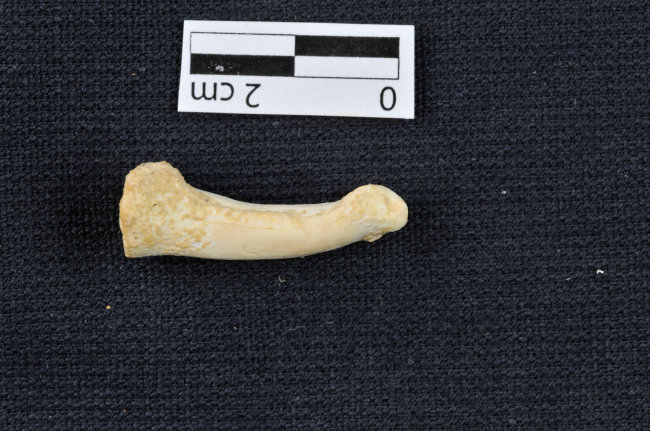<YONHAP PHOTO-1581> A foot bone of Homo luzonensis in side view, showing the longitudinal curvature of the bone, is seen in this undated handout photo obtained by Reuters April 10, 2019. Callao Cave Archaeology Project/Handout via REUTERS ATTENTION EDITORS - THIS IMAGE WAS PROVIDED BY A THIRD PARTY. NO RESALES. NO ARCHIVE./2019-04-11 02:05:57/ <저작권자 ⓒ 1980-2019 ㈜연합뉴스. 무단 전재 재배포 금지.>
<YONHAP PHOTO-1581> A foot bone of Homo luzonensis in side view, showing the longitudinal curvature of the bone, is seen in this undated handout photo obtained by Reuters April 10, 2019. Callao Cave Archaeology Project/Handout via REUTERS ATTENTION EDITORS - THIS IMAGE WAS PROVIDED BY A THIRD PARTY. NO RESALES. NO ARCHIVE./2019-04-11 02:05:57/ <저작권자 ⓒ 1980-2019 ㈜연합뉴스. 무단 전재 재배포 금지.>