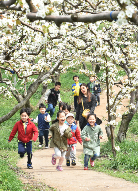 배꽃 개화 이미지. [서울시 제공]