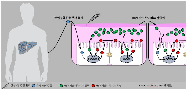 B형 간염 환자 혈액을 이용해 바이러스 전 생활사를 재현한 세포배양 모식도.[제공=한국연구재단]