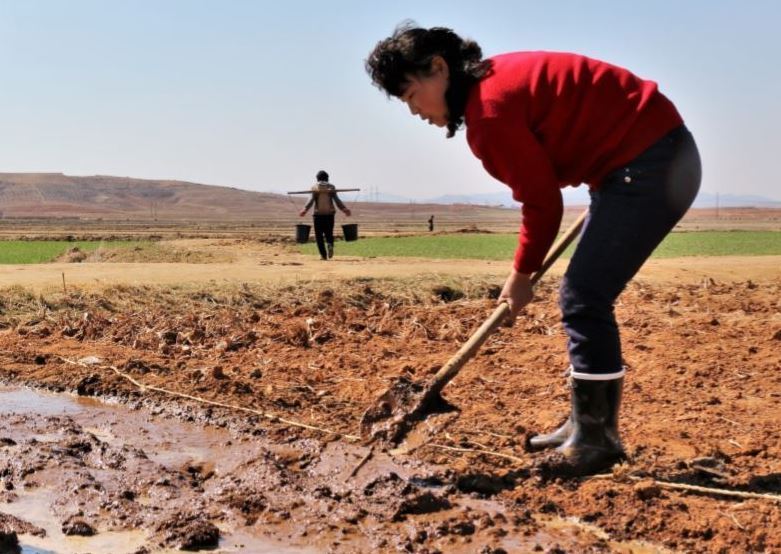 (The WFP /The FAO)