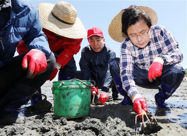 자유한국당 황교안 대표(오른쪽)가 21일 오전 인천시 중구 무의동 한 갯벌을 방문해 어민들의 일손을 돕고자 바지락을 채취하고 있다.   [연합]
