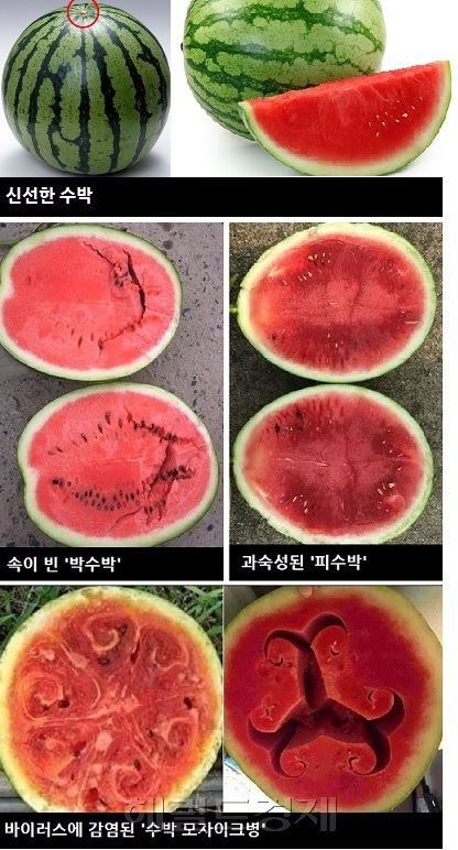 [그래픽=이운자 기자/yihan@heraldcorp.com]