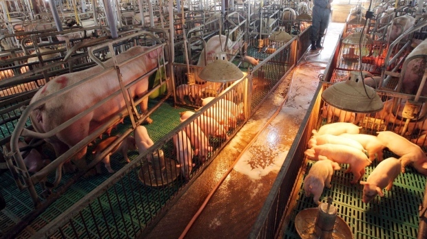 In this April 29, 2009, file photo, a South Korean farmer sprays disinfectant against a possible swine flu outbreak at a port farm in Paju, South Korea. (Yonhap)
