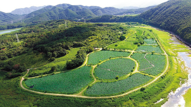 원시림사이로 트래킹하는 제주 거문오름(위 사진), 울산 회야댐생태습지는 연꽃이 만발하는 시기 딱 한달만 개방한다(아래 오른쪽) 연천고랑포구 역사공원. [한국관광공사 제공]