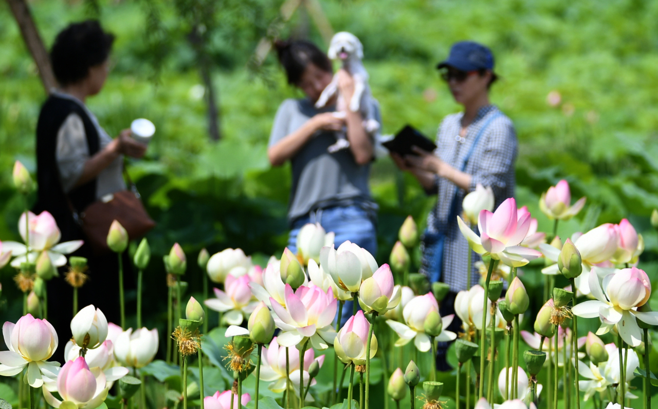 <YONHAP PHOTO-2482> 연꽃 만발한 거창 창포원 (서울=연합뉴스) 25일 경남 거창군 남상면 거창 창포원의 연꽃 단지의 한 연못에서 관광객들이 연꽃을 감상하고 있다. 2019.6.25 [거창군 제공. 재판매 및 DB 금지] photo@yna.co.kr/2019-06-25 09:57:15/ <저작권자 ⓒ 1980-2019 ㈜연합뉴스. 무단 전재 재배포 금지.>
<YONHAP PHOTO-2482> 연꽃 만발한 거창 창포원 (서울=연합뉴스) 25일 경남 거창군 남상면 거창 창포원의 연꽃 단지의 한 연못에서 관광객들이 연꽃을 감상하고 있다. 2019.6.25 [거창군 제공. 재판매 및 DB 금지] photo@yna.co.kr/2019-06-25 09:57:15/ <저작권자 ⓒ 1980-2019 ㈜연합뉴스. 무단 전재 재배포 금지.>