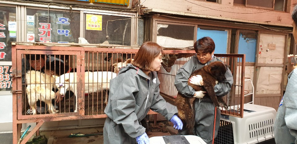 1일 오후 부산 북구 구포시장 내 가축시장(개시장)에서 동물보호단체들이 개들을 구조하고 있다. 구포 가축시장은 상인들과 북구 협약에 따라 이날부터 개 도축 및 전시를 금지해 사실상 폐업했다. 동물보호단체들은 가축시장에 남아 있던 개 85마리를 구조해 해외 입양을 추진한다. 연합뉴스