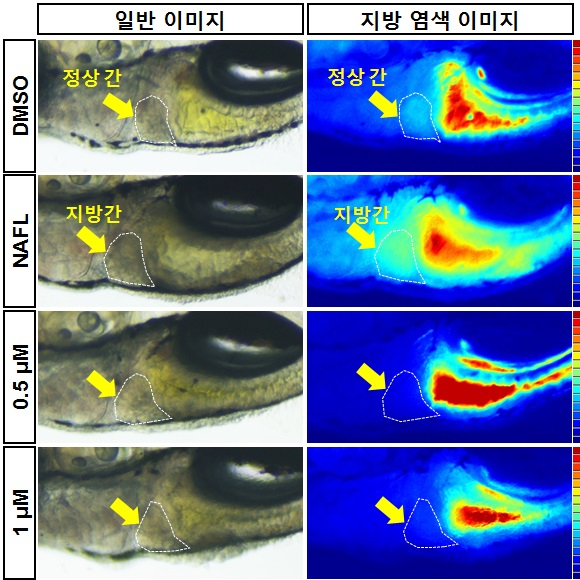 지방간 유발 제브라피시의 간에 신약후보물질을 0.5&micro;M, 1&micro;M로 증가해 투여하자 정상 간으로 회복됐다.[한국화학연구원 제공]