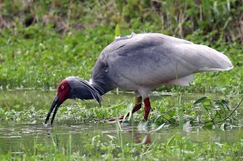 Korea, Japan, China to discuss ways to save crested ibis in Seoul