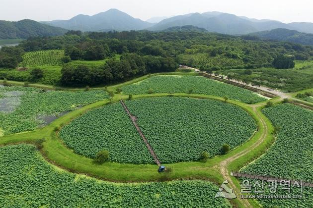 울산시 상수도사업본부 회야정수사업소는 울산의 주 식수원인 회야댐 상류에 조성된 생태습지를 수생식물 성장과 연꽃개화 시기 등에 맞춰 오는 19일부터 8월 25일까지 개방한다.[울산시 제공]