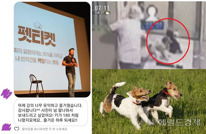 '개통령' 강형욱 동물훈련사가 최근 경기 용인의 한 아파트 복도에서 35개월된 여자아이를 물고 끌고간 폭스테리어에 대해 '안락사'소신 발언을 한 것과 관련 견주와 누리꾼들이 SNS공간에서 일대 설전을 벌이고 있다. 사진은 강형욱 훈련사의 인스타그램에 올라와 있는 펫티켓 강연 소감을 캡처한 사진과 이번 논란의 발단이 된 용인 개물림 사고 당시 모습과 사고 발생 견종과 같은 폭스테리어 모습(맨 왼쪽부터 시계방향). [헤럴드경제 모바일섹션]