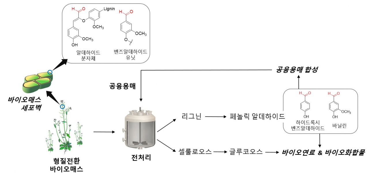 형질전환 바이오매스로부터 분리된 리그닌 기반의 공융용매 제조 및 지속가능한 순환형 바이오연료 생산 모식도.[KIST 제공]