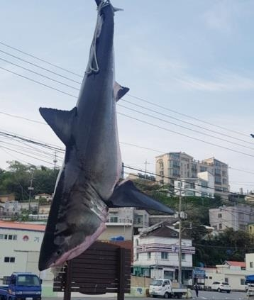 지난해 4월 27일 경남 거제시 남부면 앞바다 정치망 어장에 잡힌 길이 4m짜리 상어를 어민이 크레인을 이용 육상으로 옮기고 있는 모습. [도장포 어촌계 제공]