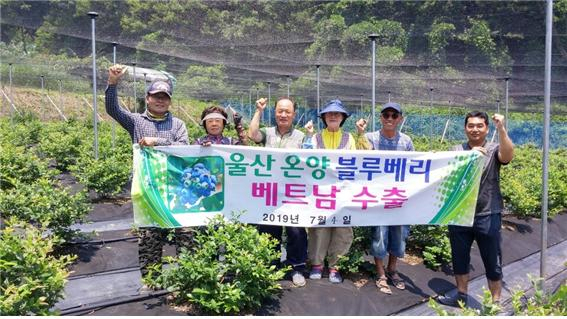 울주 블루베리는 첫 수출 이후 베트남 시장에서 큰 인기를 얻어 현재는 현지 바이어가 이틀에 한 번씩 매번 0.2톤씩 추가 주문을 내린 상태며, 내년에는 10톤 이상 수출할 계획이다.