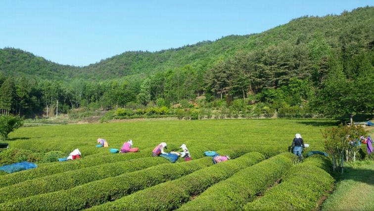 [고객감동브랜드대상] ‘보성선운제다’