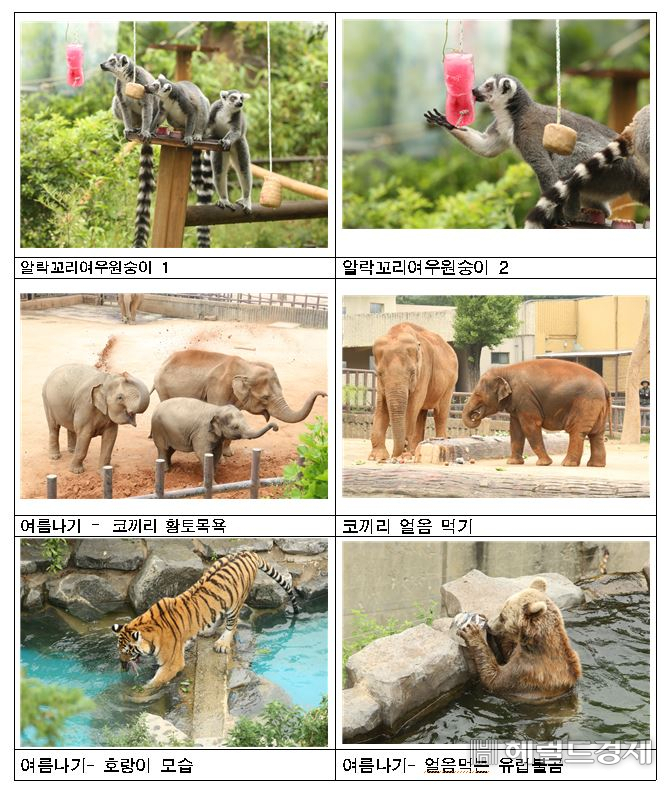 서울대공원 동물원 동물들의 여름나기