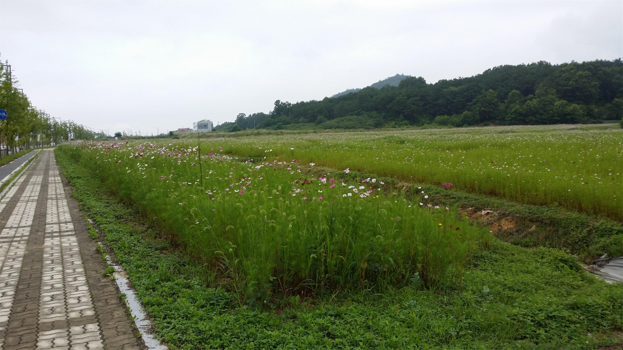 경북도는 도청신도시 주변에 코스모스 경관단지를 만든다.[경북도 제공]