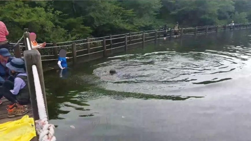 한라산 사라오름 산정호수에서 수영 중인 탐방객.[인터넷 커뮤니티 SLR클럽 캡처]
