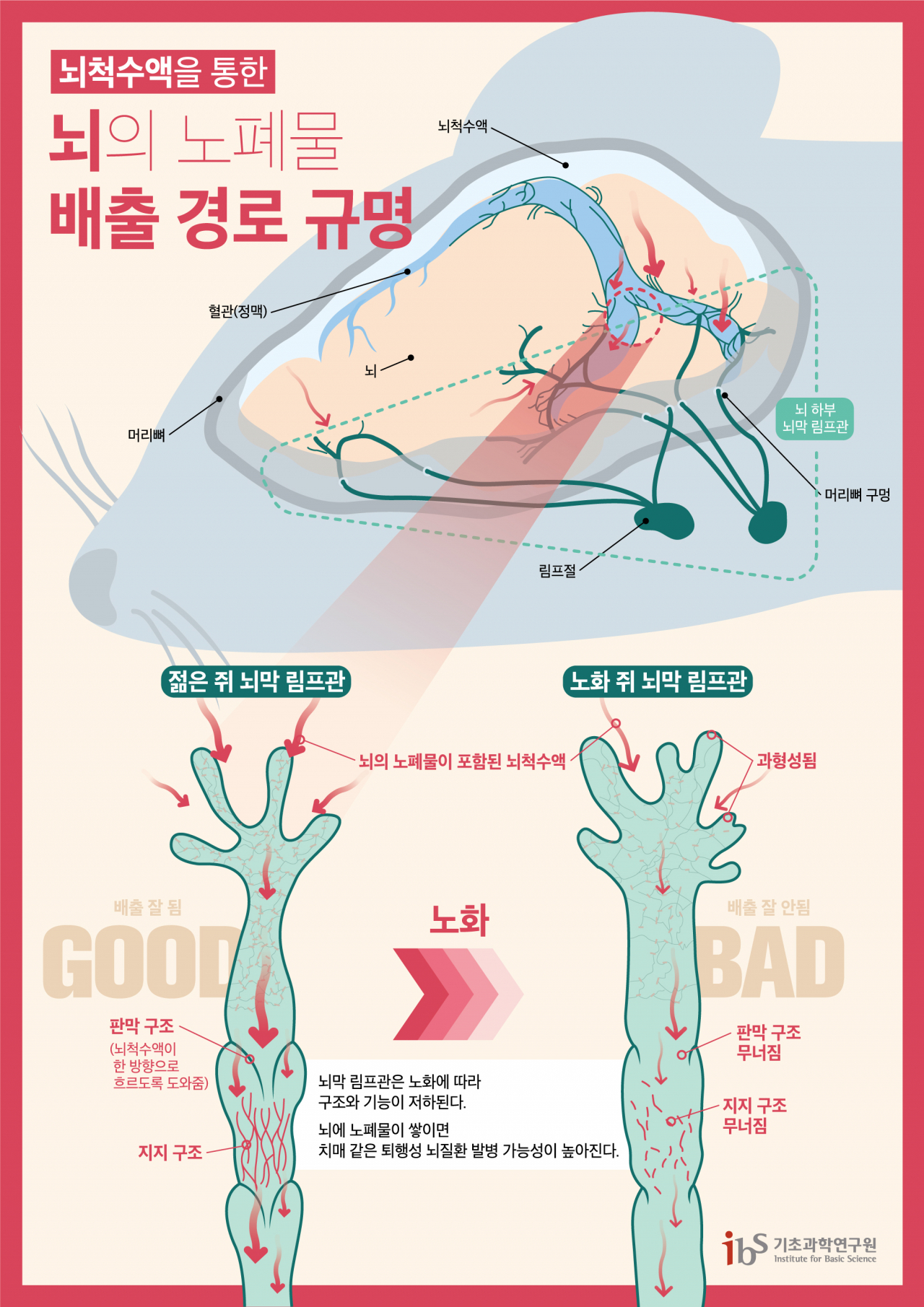 뇌의 노폐물 배출 경로 모식도.[기초과학연구원 제공]