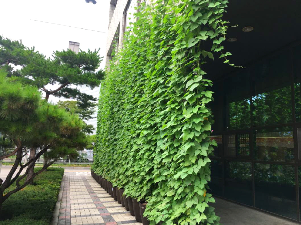 양천구 청사 외벽을 타고 오르고 있는 덩굴식물. [양천구 제공]