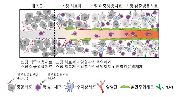 그림1 스팅치료제를 이용한 면역항암치료법