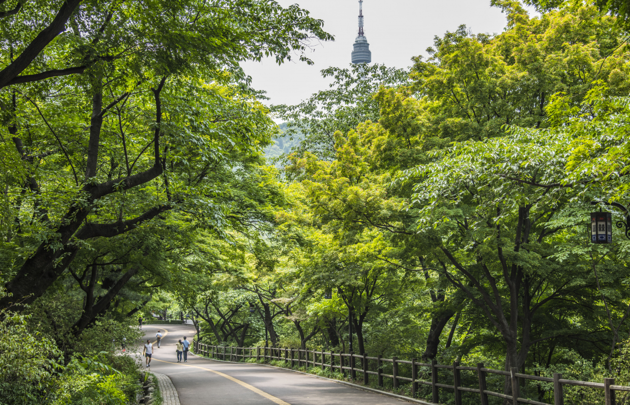 남산둘레길 야간산행 프로그램을 위해 소나무 힐링숲이 특별 개방된다. [서울시 제공]