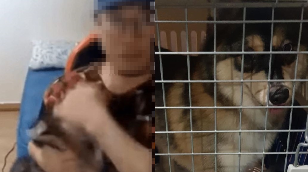 (Left, Screen grab of Suh's YouTube. Right, Catchdog Team's Instgram)