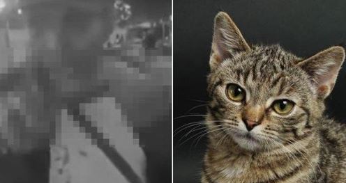 좌측은 해당 동영상, 우측은 고양이 이미지
(트리뷴뉴스)