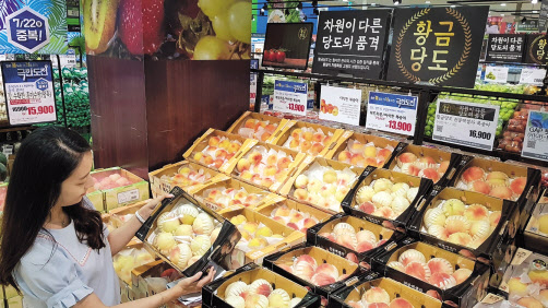 고객이 롯데마트에서 ‘황금당도 복숭아’ 제품을 고르고 있다. [롯데마트 제공]
