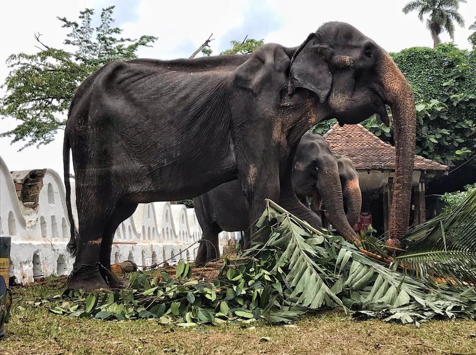 [Save Elephant Foundation 페이스북 캡처]
