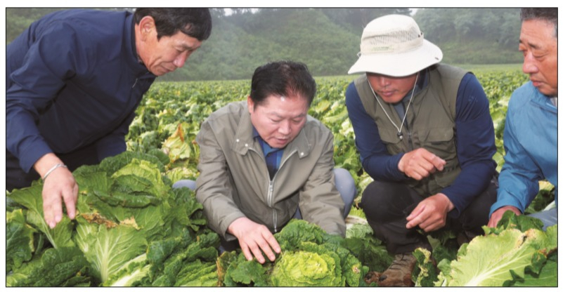 추석명절이 채 한달도 남지 않았지만 여전히 폭염이 지속되고 있는 가운데 김병원(왼쪽 두번째) 농협 중앙회장이 20일 강원 평창 대관령을 찾아 무, 배추 작황과 수급상황을 점검하고 있다. [농협 제공]