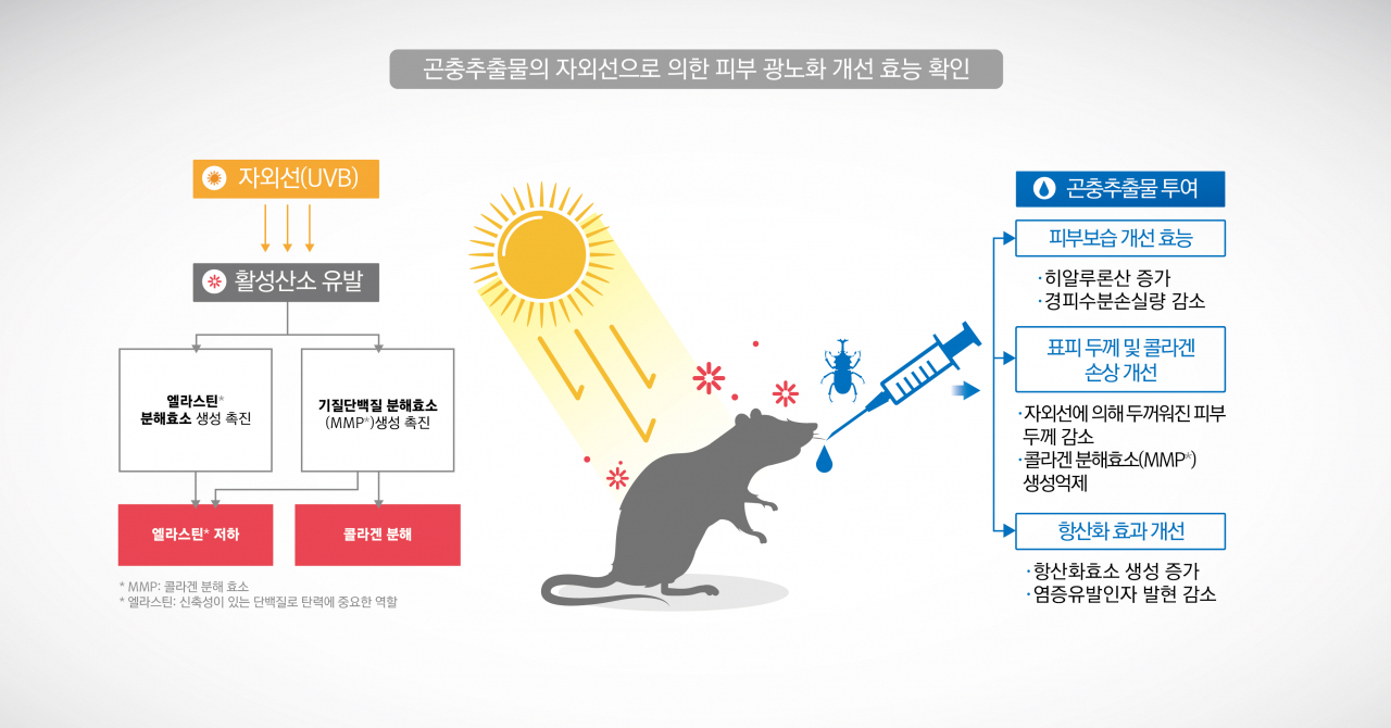 자외선에 의한 피부 광노화 및 곤충추출물의 광노화 개선 작용기전.[한국한의학연구원 제공]