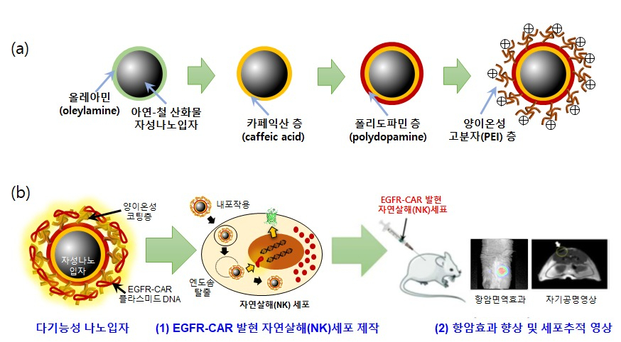 다기능성 나노입자 제작 및 생체 적용 모식도.[한국연구재단 제공]
