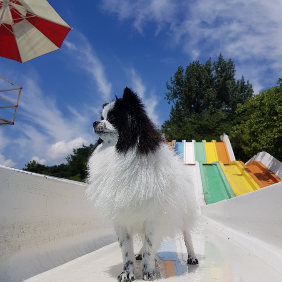 펫터파크