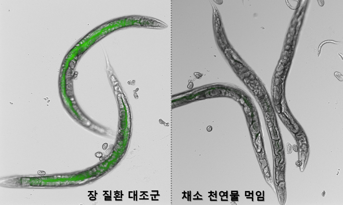 채소유래 천연물에 의한 장 건강 개선효과. (왼쪽) 장 질환이 생긴 예쁜꼬마선충 벌레는 장관투과도가 비정상적으로 증가해 체내 형광물질 축적이 높게 나타나는데 비해, (오른쪽) 채소유래 천연물질을 함께 먹인 예쁜꼬마선충 벌레는 체내 형광물질 축적이 훨씬 낮은 것으로 나타나 장 건강이 개선됨을 알 수 있다.[KIST 제공]