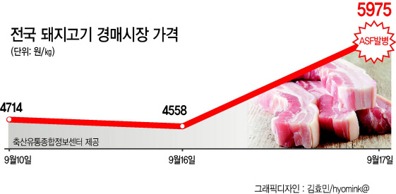 아프리카돼지열병(ASF)이 국내에서 처음 발병하면서 돼지고기 가격이 벌써부터 들썩이고 있다. 경기도 파주시에 이어 18일 연천군에서도 잇따라 돼지열병이 확인되면서 광범위한 확산에 대한 우려도 나온다. 사태를 조기 차단하지 못하면 공급량이 줄면서 돼지고기 가격이 치솟을 수 있어 유통업계와 소비자들은 촉각을 곤두세우고 있다.
18일 축산물품질평가원이 운영하는 축산유통종합정보센터에 따르면 17일 거래 기준 돼지고기 전국 평균 경매가는 ㎏당 5975원으로 전일(4558원)대비 31.1% 올랐다. 특히 ASF 발병지가 포함된 수도권 지역 경매가는 전국 평균보다 높은 ㎏당 6070원으로 나타났다.
축산물품질평가원은 ASF 발생에 따른 정부의 이동제한 조치로 18일엔 기존 축산물 공판장 11곳 중 2곳(협신식품, 농협나주)에서만 경매가 이뤄진다고 공지했다. 이에 따라 공급량이 대폭 줄면서 이날 돼지도체 경매가격은 전날보다 더욱 변동성이 클 수 있다고 평가원 측은 덧붙여 설명했다.
축산물 공판장 경매를 통해 팔려나간 돼지고기는 1~2일 뒤 중간도매상을 거쳐 식육판매점, 식당 등에 제공된다. 따라서 도매가 상승분이 소비자가에 반영되려면 다소 시일이 걸린다. 또 대형마트의 경우 통상 1~2주치 비축 물량을 마련해두고 있기 때문에, 재고 소진 전까진 소비자가 인상은 없을 것으로 보인다.
축산물 온라인몰 금천미트 관계자는 “전국 48시간 이동 중지 명령이 나오면서 일시적으로 공급이 제한돼 (도매)가격이 상승할 것으로 보인다”면서도 “도매가가 오른다고 당장 소매가에 반영되는 건 아니기 때문에 우선은 상황을 계속 지켜봐야 할 것으로 보인다”고 말했다.
다만 ASF 발병 사태를 조기 진화하지 못할 경우 소비자가격 인상이 불가피하다. 현재 돼지 살처분 수준은 수천마리로 돼지고기 수급에 영향을 미칠 수준은 아니다. 하지만 ASF가 전국적으로 확산한 중국에선 지난해 8월부터 올해 2월까지 6개월 만에 돼지 100만마리 이상을 살처분하면서 지난달 돼지고기 가격이 47% 가량 치솟았다. 한국에서도 2010~2011년 구제역 발생 당시 348만 마리의 돼지가 살처분되면서 공급량이 줄어 돼지고기 가격이 40% 이상 급등했다. 당시 돼지고깃값 상승은 이를 원료로 하는 햄, 소시지 등 가공식품 가격에도 영향을 미쳤다. 따라서 ASF 발생 초기에 확산을 방지하는 것이 관건이라고 관계자들은 입을 모은다.
일각에선 소비심리가 위축되면서 가격이 되려 떨어질 가능성도 제기한다. 소비자들이 닭고기 등 대체제를 찾으면서 돼지고기 가격이 하락할 수 있다는 관측이다. 실제로 전날 돼지열병 발생 소식에 마니커, 하림 등 닭고기업체들 주가는 크게 올랐다.
대형마트 한 관계자는 “사전에 비축해둔 물량이 충분히 있는 상태라 당장 가격 인상은 없을 것”이라며 “그보다 소비심리가 위축돼 돼지고기 매출에 다소 영향이 있지 않을까 하는 우려가 있다”고 말했다.
이형우 한국농촌경제연구원 축산관측팀장은 “(가축전염병) 발생 초기엔 일시적으로 공급이 부족해져 가수요가 붙으면서 가격이 오르는 등 변동성이 크게 나타난다”며 “수입산 돼지고기와 대체제 가격도 들썩일 수 있다”고 말했다. 다만 “구제역 등 과거 사례를 보면 안전성에 대한 (소비자들의) 심리적 불안감이 영향을 미쳐 가격을 오히려 떨어뜨리는 경우가 있다”며 “심리적 불안요인이 시장교란을 일으킬 가능성이 더 커보이기 때문에 시장 안정을 위해 차단방역과 함께 이같은 불안요소를 제거하기 위한 정부와 업계 노력이 필요해 보인다”고 이 팀장은 덧붙였다. 이혜미 기자/ham@