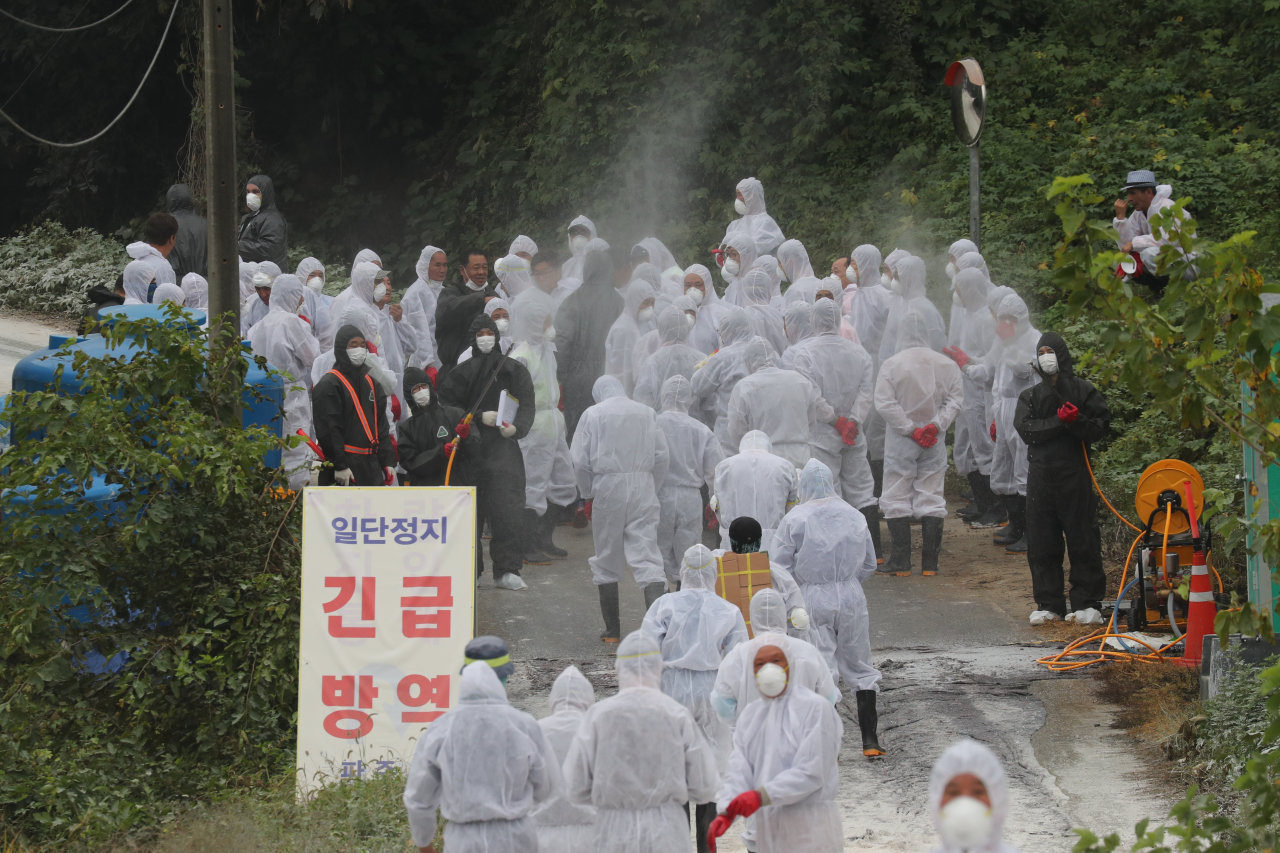 Quarantine officials prepare to begin the culling of pigs in Paju, north of Seoul, on Tuesday, after a new confirmed case of African swine fever was reported from the area earlier in the day. (Yonhap)