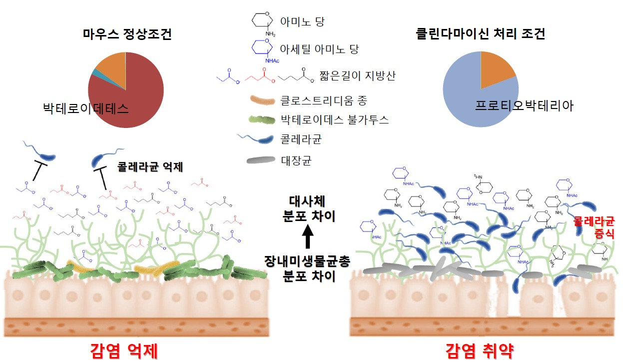 장내 미생물균총의 변화가 감염 저항성 변화에 미치는 영향.[한국연구재단 제공]