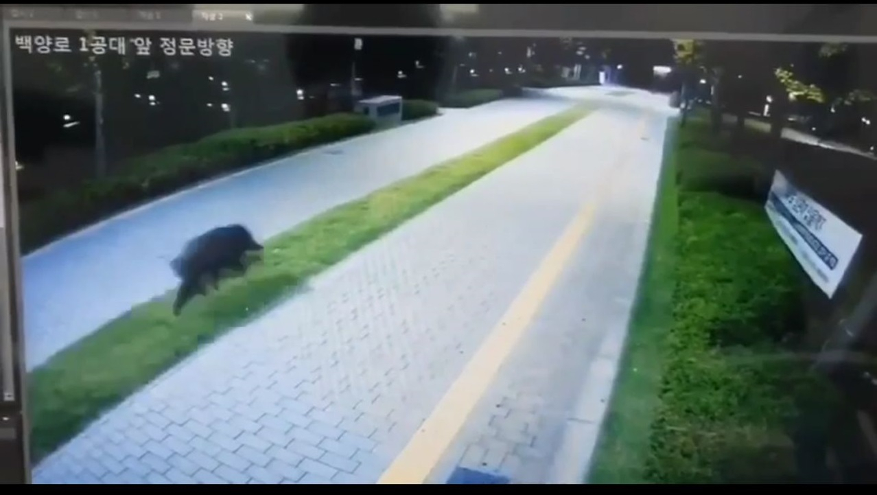 지난 6일 연세대 커뮤니티 ‘에브리타임’에 올라온 멧돼지 출몰 CCTV 영상 사진. 경찰에 따르면 이날 새벽 5시 30분경 연세대학교에 멧돼지가 출몰했다는 신고가 접수됐다. [사진=에브리타임]