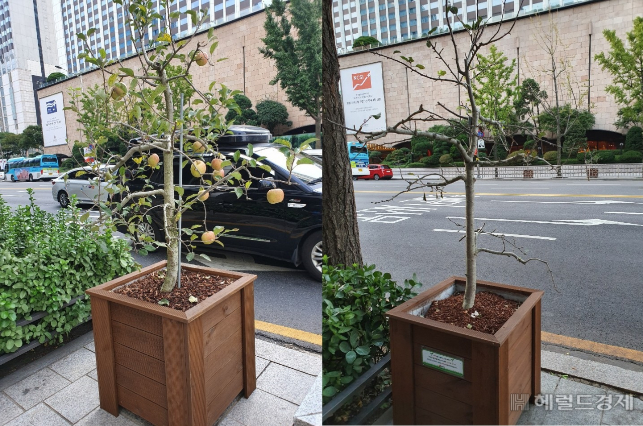 지난달 말 을지로 사과나무 수분에 사과가 열려있는 모습(왼쪽)과 이달 초 사과가 다 사라지고 없는 모습. [한지숙 기자]
